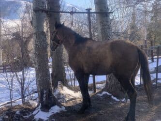 собака доберман сколько стоит: Сатам | Байтал — 2