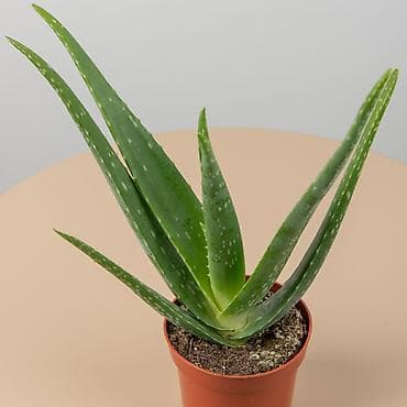 куплю алое: Продам Алое 3летний лечебные — 1