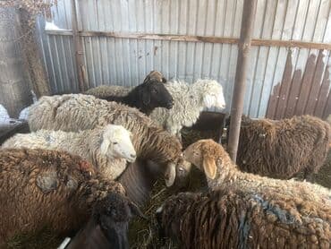 Аквариумдар: Сатам | Ургаачы кой (ургаачы) | Көбөйтүү үчүн — 1