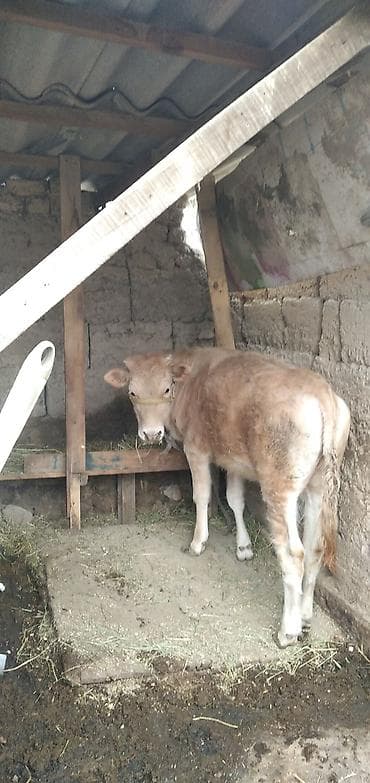 Башка жаныбарлар: Сатам | Бука (эркек), Кунаажын | Бордоп семиртүү үчүн | Байланган — 8