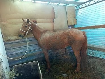лошади самка: Продаю | Кобыла (самка) | Для разведения — 5