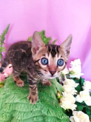 леопардовая кошка цена: Бенгальские котята !!! домашние. мини леопардики. Друзья у нас — 18