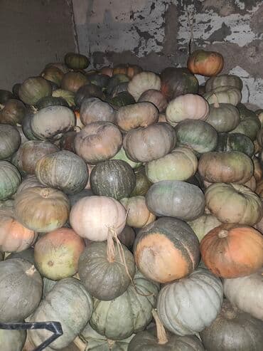 детские двухъярусные кровати в бишкеке цены: Тыквы серо-зелёных и светло-оранжевых оттенков, круглые, с плотной — 1