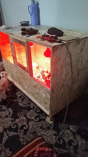 Оборудование для типографии: Многоярусный брудерный стеллаж для выращивания птицы - Конструкция из — 5