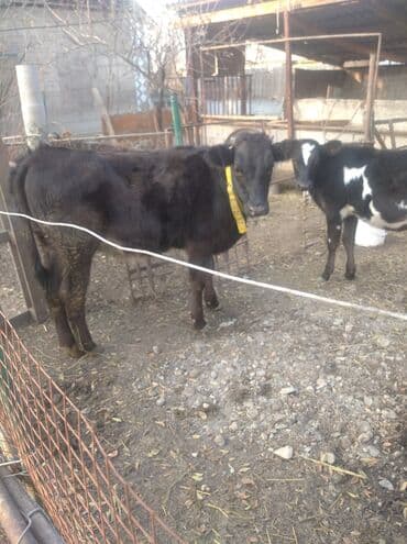 сухой корм для кошек оптом: Продаю | Музоо, торпок | Швицкая | На откорм, Для молока — 2