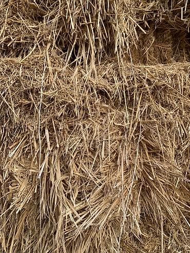 А/ч жаныбарлары үчүн тоюттар: Соломенные тюки - Культура: зерновая солома (сухая, чистая, без — 3