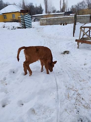 монгол ат: Продаю | Тёлка, Музоо, торпок | Для разведения, Для молока | Искусственник — 8
