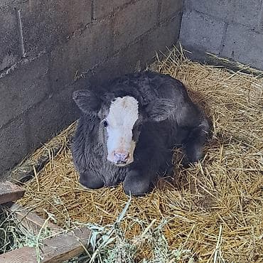 Аквариумдар: Сатам | Музоо | Голштин | Көбөйтүү үчүн | Асыл тукумдуу, Жасалма уруктандырылган — 5