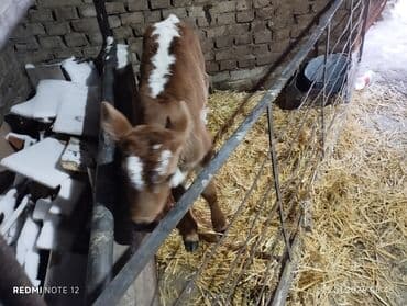 собака кант: Продаю | Тёлка, Музоо, торпок | Швицкая | На откорм | Привязанные — 2