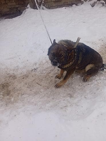 Кемирүүчүлөр: Собака на привязи (дворовая/охранная). Крупная, крепкого телосложения — 6