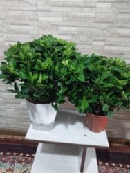 где можно купить подставку для цветов: В наличии цветочные подставки круг-2500 вертикальные-3000, Азалии — 21