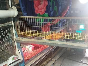 клетка для перепел: Трëхярусная клетка для содержания перепёлок/цыплят - Конструкция — 1