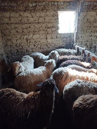 гесарские бараны: Продаю | Овца (самка) | Для разведения — 2