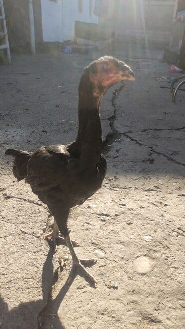 карова дойных: Сатам | Тооктор | Тебиштирүүчү | Көбөйтүү үчүн — 3