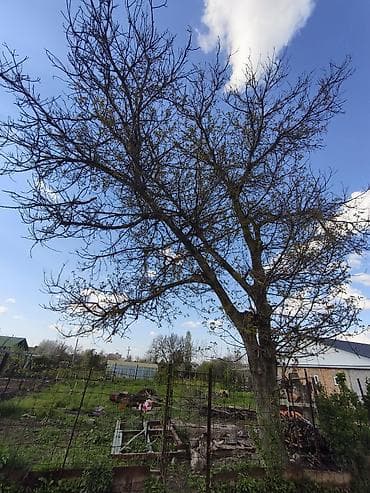 обрезка деревьев: Продам на свал орех с самовывозом — 3