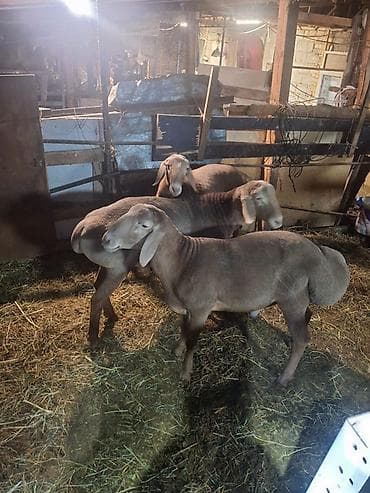 canada goose: Продаю | Овца (самка) | Для разведения | Матка — 10