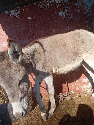 сколько стоит кролик домашний: Осёл (серо-бурый), короткошёрстный, домашнего содержания. Основные — 3