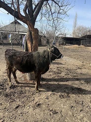 Продаю | Тёлка, Музоо, торпок | Полукровка | Привязанные