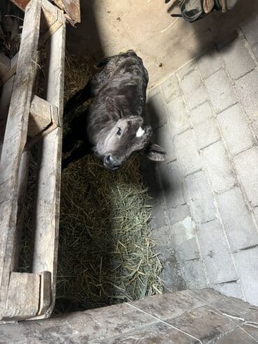 карова уй: Продаю | Музоо, торпок | На откорм | Привязанные — 2