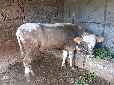 гуси линда: Продаю | Бык (самец) | На откорм | Привязанные — 9