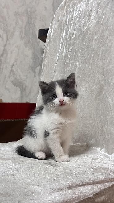 Кошка даром: Скотиш Страйт (Шотландская прямоухая), 2 месяца, Мальчик, Приучена к лотку, Проглистована, С прививками — 1
