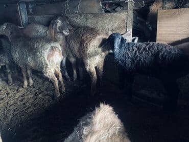 овц: Продаю | Овца (самка), Ягненок | Полукровка | Для разведения — 2