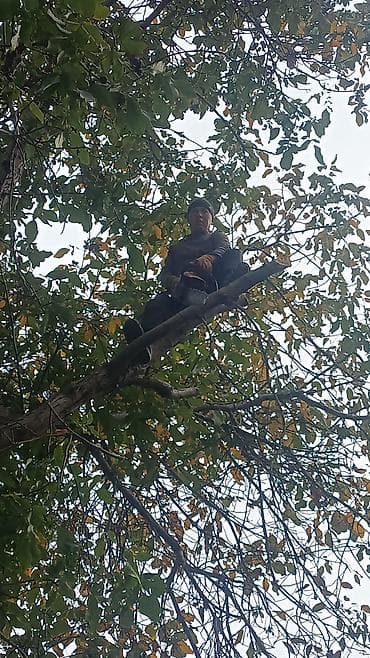 услуга обрезка деревьев: Профессиональная обрезка и спил деревьев любой сложности - Выполняю — 1