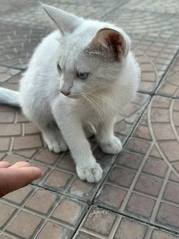 Белый котёнок с голубыми глазами. - Окрас: сплошной белый, короткая