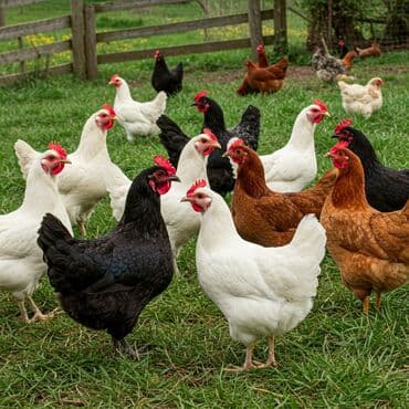 куры нешушки: Продаю | Куры | Несушки — 1