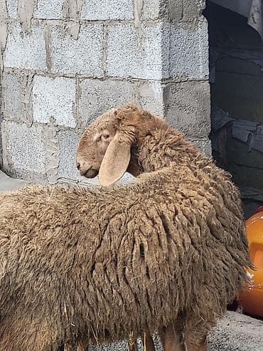 алабай итер: Продаю | Баран (самец) | Арашан | Для разведения | Племенные — 4