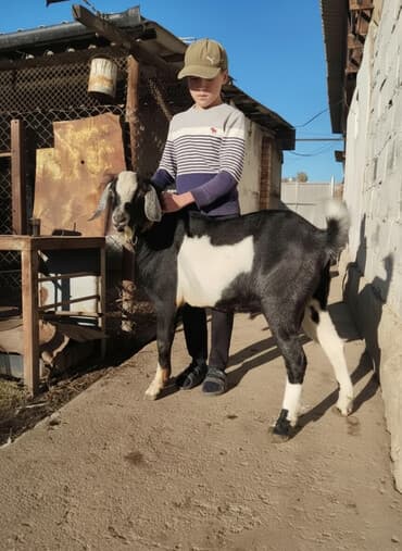 Продается козел (Нубийский),возраст 8мес,мать 5литровка - отец