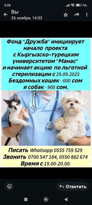 шотландские вислоухие котята в бишкеке: Беспородная, 5 месяцев, Девочка, Белый, Кастрирована, Приучена к лотку, Проглистована — 13