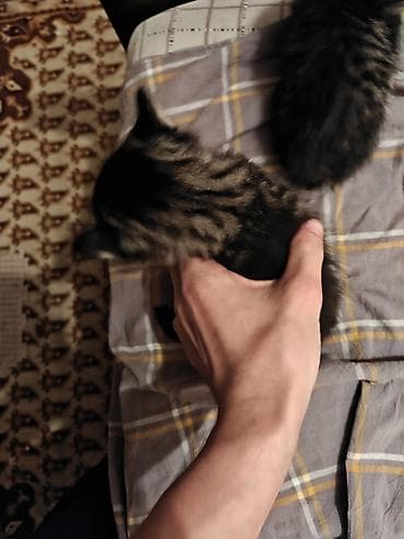 ph down: Котята месячные, два вислоухих и у двух по пол хвоста(с рождения) в — 2