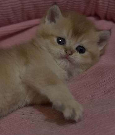 оптом корм для кошек: РАНЕЕ БРОНИРОВАНИЕ ОТКРЫТО Британские короткошёрстные котята — 2