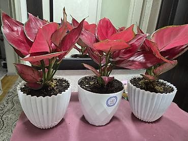 Фикусы: Антуриум Андре — комнатное цветущее растение с глянцевыми — 4