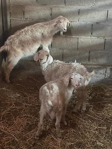 коза молочная: Продаю | Козлёнок | Для разведения | Племенные — 3