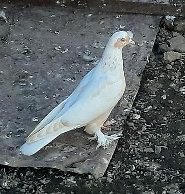 папугай с клеткой: Сиреневый голубь и голубка тасманка - пара 1500. Желтый голуб 1000 — 5