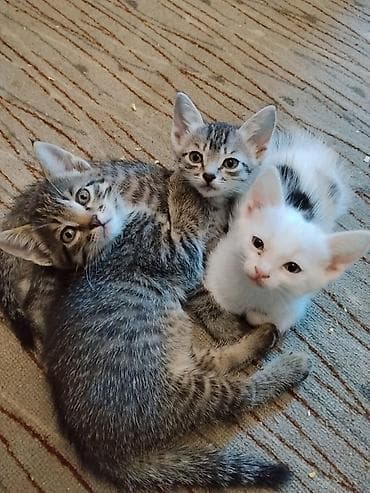 кошки в токмоке: Котята в добрые руки г. Токмак тел — 1