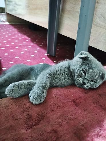 Үй жаныбарлары: Шотландский вислоухий котёнок, окрас сплошной голубой. Особенности: - — 2
