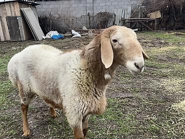 Продаю | Баран (самец) | Арашан | Для разведения