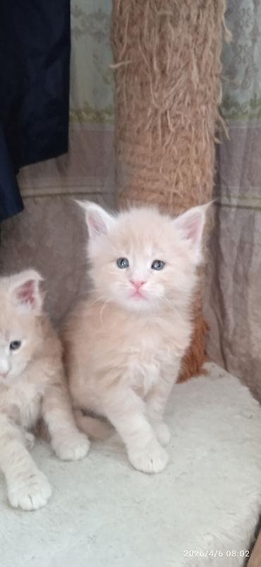 Мейн-кун, 1 месяц, Мальчик