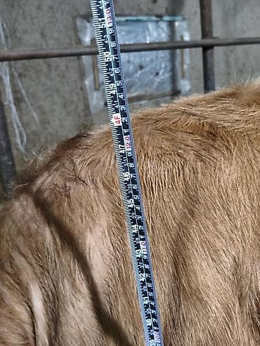 форель каракол: Сатам | Кунаажын | Алатоолук | Бордоп семиртүү үчүн, Көбөйтүү үчүн — 4