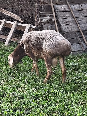 Животные: Продаю | Баран (самец) | Арашан | Для разведения | Племенные — 5