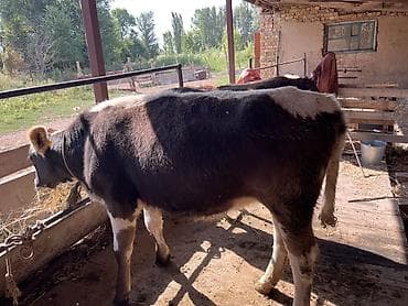 откорм: Продаю | Корова (самка) | Полукровка | На откорм | Привязанные — 8