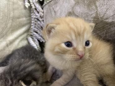 отдам даром котенка бишкек: Кошка даром: Беспородная, 1 месяц, Мальчик — 4