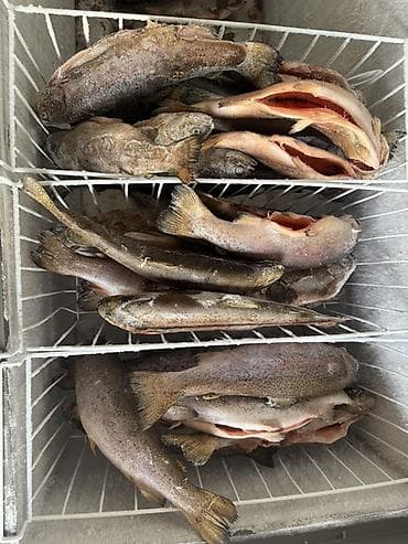 Форель радужная, потрошёная, свежая и замороженная доставка от 5кг - at lalafo.kg Форель радужная, потрошёная, свежая и замороженная доставка от 5кг -