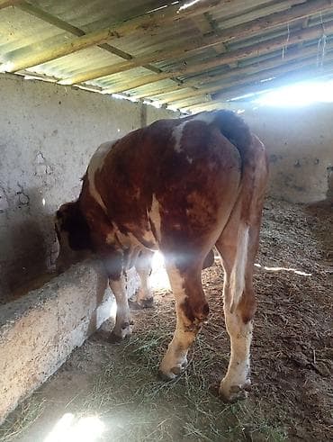 инкубация цыплят: Продаю | Бык (самец) | Симментальская | На откорм | Племенные — 8