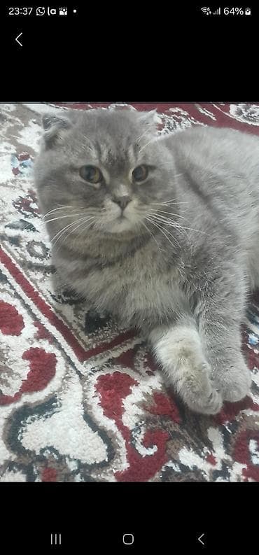 ВЯЗКА!!!! БЕЗПЛАТНО !!!