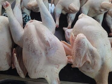 цыплята индюки: Продаю | Индюк (самец) | Бройлерная | Для разведения | Племенные — 6