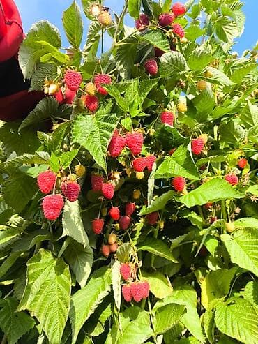 куплю малину оптом: Саженцы малины Элитных сортов — 2